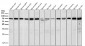 Anti-Hsp70 HSPA1A Rabbit Monoclonal Antibody